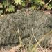 AUSCAMOTEK Ghillie Suit Poncho - Camouflage Cloak for Hunting and Bird Watching - Buy Online on GoSupps.com