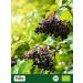 Biojoy BIOBlack elderberries dried and whole 500 g elderberry tea without additives Sambucus nigra - Buy Online on GoSupps.com