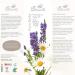 Organic Pure Baby Oil with Kukui, Evening Primrose & Jojoba Oils - 200ml | Natural & Nourishing Baby Gift - Buy Online on GoSupps.com
