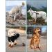 Pawcasins Dog Shoes: Dog Boots & Paw Protectors for Medium, Large, and Small Dogs - Snow, Rain, Winter, Summer - Size 1 (1.9 x 2.3) - Buy Online on GoSupps.com