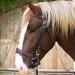 Buy Kerbl Cold-Blood Bridle Brown - 1 Piece for International Shipping | Premium Quality Equestrian Gear - Buy Online on GoSupps.com