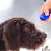 Puppy Clicker for Obedience Training | Train Pets Puppies Cats & Dogs - Red - Buy Online on GoSupps.com