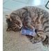 Bt Tobias Brunner Cuddly Petzen Fragrance Pillows for Cats - Catnip-Infused Comfort - Trial Size - Made in Germany - Buy Online on GoSupps.com