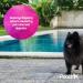 Pretty Pooch Artificial Grass Cleaner for Dogs 1L - Super Concentrate Disinfectant & Deodorizer (Fresh Cut Grass) - Makes 10 Litres | Buy Now - Buy Online on GoSupps.com