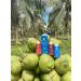 Palmdream Coconut Water - No Sugar Added | Premium Non-GMO Coconut Water from Single Origin Coconuts | Gluten Free | Natural Electrolytes | 12 Pack of 330ml Bottles - Buy Online on GoSupps.com