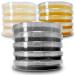 Agar Variety Kit by Evviva Sciences - Prepoured Potato Dextrose Agar, Malt Extract Agar, & Potato Dextrose Agar w/Activated Charcoal - Premium Performance - Great for Mushrooms & Science Projects