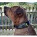 Josi.li GPS Tracker Bag - Nylon Waterproof Lightweight - Fits Collars & Harnesses for Tractive Greta (Up to 40mm) - Buy Online on GoSupps.com