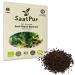 SaatPur Organic sprouts black mustard microgreens 30 g