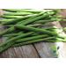 EasySeeds Moringa Seeds emillas de Moringa Drumstick Tree Moringa oleifera West Indian ben Wingless Seeds (750gm) - Buy Online on GoSupps.com