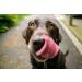 Pupford Over the Topper - Beef Liver Freeze-Dried Meal Topper for Dogs | Made in USA | Improve Nutrition & Taste - Ideal for Picky Eaters - Buy Online on GoSupps.com
