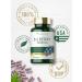 Bilberry Extract Capsules | 2400mg | 200 Count | Vegetarian Non-GMO Gluten Free Supplement by Carlyle - Buy Online on GoSupps.com