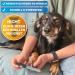 Bluepet 12 cm Claw File - Nail Care Tool for Dogs Cats & Small Animals | Optimal Sharp Edge Removal | International Shipping - Buy Online on GoSupps.com