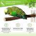 Buy 6 Natur Beckbagen for Budgies Canaries & Nymphensittich - Stainless Steel & Plastic-Free - Hand-Cut in the Alps! - Buy Online on GoSupps.com