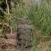 AUSCAMOTEK Ghillie Suit Poncho - Camouflage Cloak for Hunting and Bird Watching - Buy Online on GoSupps.com