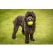 Petface Tennis Balls for Dogs - 20 Pack Fetching Toy 6.5 cm - Durable & Fun for Playtime - Buy Online on GoSupps.com
