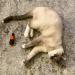 Cat Wine Pawty Plush Pack - Catnip CatWine Set for Cats & Kittens (Catbernet + Purrsecco) - Buy Online on GoSupps.com