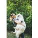 ShengKou Natural Flea & Tick Collar for Large Dogs - 2 Pack with Essential Oils - Buy Online on GoSupps.com