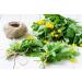 Greater Celandine Herb Tea | Chelidonium Majus L | Grande Ch lidoine Herbe Tisane | Health Embassy (50g) - Buy Online on GoSupps.com