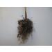 Bitter Leaf Plant - Vernonia amygdalina | Herbal Medicinal Benefits, Nutritional Value, Rich in Vitamins | Fresh Leafy Greens for Soup, Stew, Tea, Salad, Juice - Buy Online on GoSupps.com