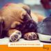 Furry Pfotenbalsam & Nose Balm 120ml - Natural Paw Protection for Dogs & Cats | Made in Germany Moisturizing Beeswax & Hemp Oil | Dry & Cracked Paws Relief - Buy Online on GoSupps.com