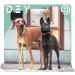 Buy Dey Premium Reflective Dog Collar - Adjustable Nylon for Small & Large Dogs - Multiple Colors & Sizes - Purple S (1.5 x 27-37 cm) - Durable & Stylish Cat & Puppy Neck Strap - Buy Online on GoSupps.com