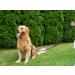 Copcopet Fat Leather Dog Leash - 3-Way Adjustable Handmade in Germany Soft with Chrome Fittings 100% Braided 3m x 15mm - Blue - Buy Online on GoSupps.com