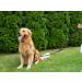 COPCOPET 3-Way Adjustable Fat Leather Dog Leash - Handmade in Germany 2.80m x 12mm Soft Green with Chrome Carabiners & Fittings - Buy Online on GoSupps.com
