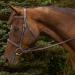 Henri de Rivel Havana Cob Bridle with Padded Fancy Raised Design and Laced Reins - Buy Online on GoSupps.com