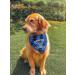 MaySunset I'm Going to Be a Big Brother Dog Bandanas Pet Baby Bulletin Plaid Dog Scarf Gender Revealing Photo Props Pet Dog Photo Props Accessories Blue Small - Buy Online on GoSupps.com