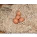 Windy Ridge Co. Chicken Nesting Pads - 10 Pack - USA Made Aspen Excelsior Bedding Liners | 13 x 13 - Buy Online on GoSupps.com