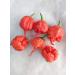 SEMI PEPERONCINI-Carolina Reaper HP22B-BIG Mama Mustard-BHUT JOLOKIA RED