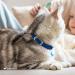 Collardirect Leather Cat Safety Collar - Adjustable Kitten Band with Bell (15-18 cm) in Black Blue Red Orange Green Pink - International Shipping Available - Buy Online on GoSupps.com
