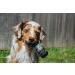 BiologicVET BioFATS Omega 3-6-9 Liquid Fatty Acid for Dogs and Cats - 12 oz Amber Bottle - Buy Online on GoSupps.com
