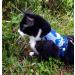 Mynwood Escape Proof Jacket/Harness for Adult Cats - Blue | International Shipping Available - Buy Online on GoSupps.com