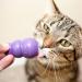 KONG - Kitty KONG Durable Natural Rubber Cat Toy- Fun to Stuff with Kibble or Treats Unpredictable Bounce Multi 8.89 x 2.54 x 13.97 cm(Pack of 1) - Buy Online on GoSupps.com