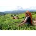 Ronnefeldt Darjeeling Summer Gold - Organic Black Tea 15 Tea Bags (37.5g) | Joy of Tea - International Shipping Available - Buy Online on GoSupps.com