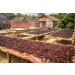 25 Grade A Madagascar Vanilla Beans for Extract & Baking - Buy Online on GoSupps.com