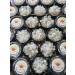 One Third Cup Original Florida Sun Kefir Live Water Kefir Grains PLUS 4 Brewing Bags - Buy Online on GoSupps.com