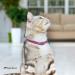 Collardirect Leather Cat Safety Collar | Elastic Belt & Bell | Adjustable 15-18 cm | Available in Black Blue Red Orange Green Pink - Buy Online on GoSupps.com