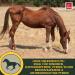 Rice Germ Oil Flaxseed Oil Amino Acids 2*1L 30ml for Horses Plus Vitamin E + Amino More Complex Muscle Building Selenium Free Lysine Replenishing Food Supplement - Buy Online on GoSupps.com