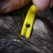 Tick Removers From Animal Hospital Pack of Two (one big one small) The Best Most Effective Tick Removal Tool on The Market Used For The Safe Removal Of Ticks From Dogs Horses Cats Sheep or Human 1 Pack - Buy Online on GoSupps.com
