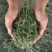 Dried Natural Alfalfa Hay for Rabbits, Guinea Pigs, Chinchillas & Ferrets - Protein and Fiber-Rich Food - 5 lb Pack - Healthy Pet Food - Buy Online on GoSupps.com