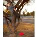 TURFEE Kids Tree Swing - Single Disk 6 Ft Climbing Rope with Carabiner & Tree Strap - Multi-Colored Disc Swing Seat for Playground - Buy Online on GoSupps.com