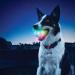 Nite Ize GlowStreak LED Dog Ball - Bounce-Activated Light Up Disc-O (Alternating) - Durable Fetch Toy for Dogs - Buy Online on GoSupps.com
