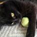 Petface Peas in a Pod Feather and Bell Plush Cat Toy - Buy Online on GoSupps.com