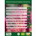Biojoy Organic Amaranth (1.5 kg) natural quality without additives - Buy Online on GoSupps.com
