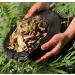 Sun Dried Porcini (Ceps) Luxury Choice - Extra Premium Quality (300) 300.0 grams - Buy Online on GoSupps.com