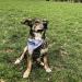 Printplanet Dog Halen - Personalized Neck Towel for Dogs | Caromatic Pattern - White & Blue - Size S - Buy Online on GoSupps.com