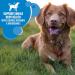 IAMS Proactive Health Minichunks Dog Food Dry Adult Chicken & Whole Grains Recipe + IAMS Proactive Health Healthy Weight Dog Food Dry Adult Chicken 6.8 kg (Pack of 1) Adult - Mini Chunks + Dry Dog Food - Buy Online on GoSupps.com