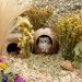 Coconut Hut Hamster House Bed - Small Animal Cage Decor - Buy Online on GoSupps.com